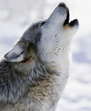 wolf1